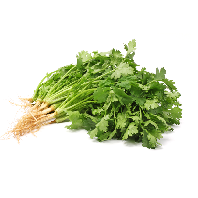 Frisk koriander • Fresh coriander/cilantro • Hara dhaniya
