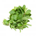 Mynteblade • Mint leaf • Pudina